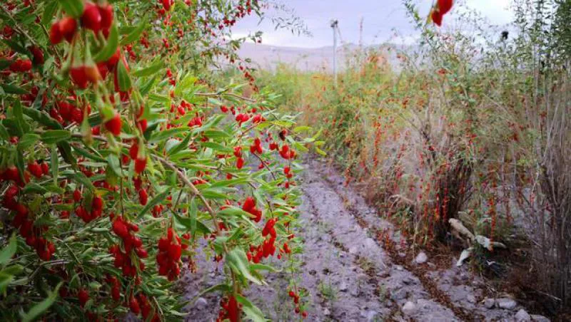Goji Berry Çiçeği